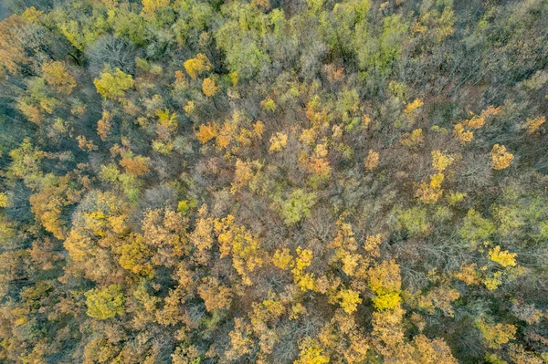 Vezzolacca Piacenza Италия Живописный Беспилотник Воздушный Вид Осенний Цветной Лес — стоковое фото