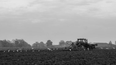 Sürünen traktör yumuşuyor ve sonbaharda siyah beyaz tohum ekiyor.