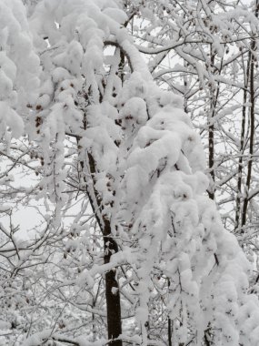 Tepelerde sakin bir manzara, kar fırtınasından sonra ormandaki ağaçlardan düşen kar.