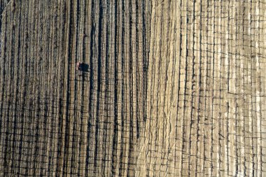 Crawled tractor driver circulating through vine rows in wine making farm in winter, high angle , uphill, drone aerial view.