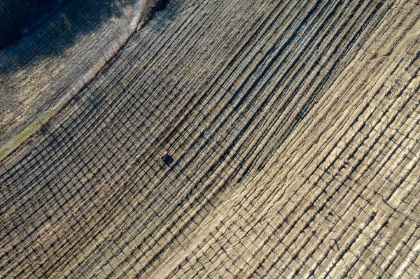 Crawled tractor driver circulating through vine rows in wine making farm in winter, high angle , uphill, drone aerial view.