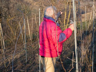 İtalya 'nın Emilia Romagna kentindeki Arda Vadisi tepelerinde gün batımında üzüm buduyor.