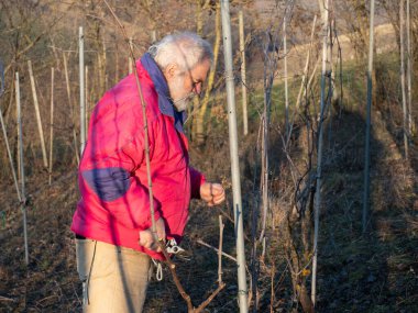 İtalya 'nın Emilia Romagna kentindeki Arda Vadisi tepelerinde gün batımında üzüm buduyor.