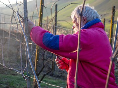 İtalya 'nın Emilia Romagna kentindeki Arda Vadisi tepelerinde gün batımında üzüm buduyor.