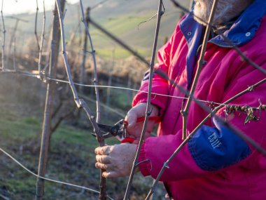 İtalya 'nın Emilia Romagna kentindeki Arda Vadisi tepelerinde gün batımında üzüm buduyor.