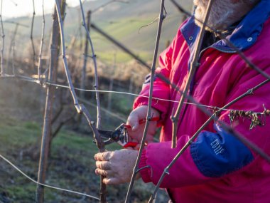 İtalya 'nın Emilia Romagna kentindeki Arda Vadisi tepelerinde gün batımında üzüm buduyor.
