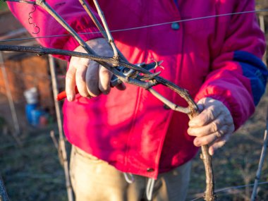 İtalya 'nın Emilia Romagna kentindeki Arda Vadisi tepelerinde gün batımında üzüm buduyor.