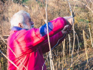 İtalya 'nın Emilia Romagna kentindeki Arda Vadisi tepelerinde gün batımında üzüm buduyor.