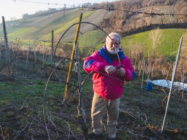 İtalya 'nın Emilia Romagna kentindeki Arda Vadisi tepelerinde gün batımında üzüm buduyor.