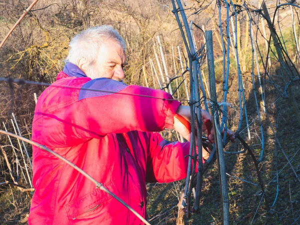 İtalya 'nın Emilia Romagna kentindeki Arda Vadisi tepelerinde gün batımında üzüm buduyor.