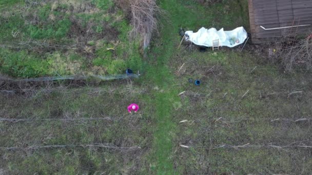 Drone Vista Aérea Velho Agricultor Barbudo Caucasiano Poda Uvas Mão — Vídeo de Stock
