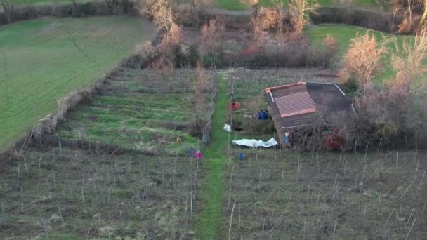 Pandangan Udara Drone Dari Petani Berjenggot Kaukasia Tua Pemangkasan Anggur — Stok Video