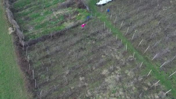 Drón Légi Felvétel Régi Kaukázusi Szakállas Mezőgazdasági Termelő Metszés Szőlő — Stock videók