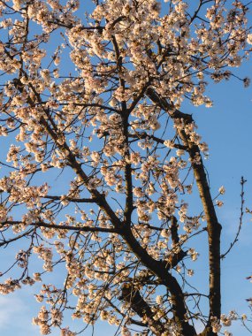 Baharda Emilia Romagna Piacenza 'nın Busseto Villanova bölgesinde gün batımında çiçek açan kiraz ağacı bahçesi