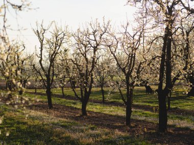 Bahar çiçeği arka plan. Çiçek açan ağaç ve güneş parlaması ile doğa sahnesi. Bahar çiçekleri. Güzel meyve bahçesi