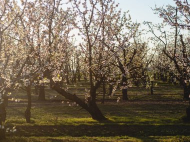 Baharda Emilia Romagna Piacenza 'nın Busseto Villanova bölgesinde gün batımında çiçek açan kiraz ağacı bahçesi