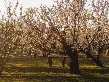 Bahar çiçeği arka plan. Çiçek açan ağaç ve güneş parlaması ile doğa sahnesi. Bahar çiçekleri. Güzel meyve bahçesi