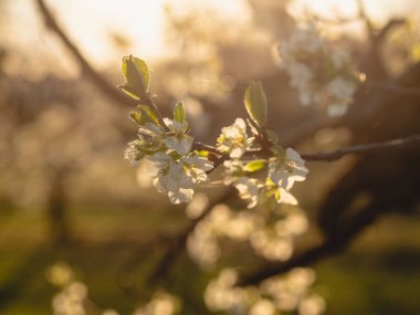 Baharda Emilia Romagna Piacenza 'nın Busseto Villanova bölgesinde gün batımında çiçek açan kiraz ağacı bahçesi