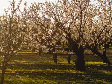 Bahar çiçeği arka plan. Çiçek açan ağaç ve güneş parlaması ile doğa sahnesi. Bahar çiçekleri. Güzel meyve bahçesi