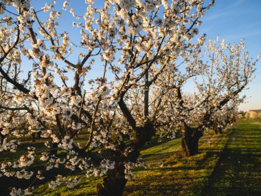 Baharda Emilia Romagna Piacenza 'nın Busseto Villanova bölgesinde gün batımında çiçek açan kiraz ağacı bahçesi