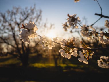 Baharda Emilia Romagna Piacenza 'nın Busseto Villanova bölgesinde gün batımında çiçek açan kiraz ağacı bahçesi