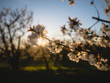 Bahar çiçeği arka plan. Çiçek açan ağaç ve güneş parlaması ile doğa sahnesi. Bahar çiçekleri. Güzel meyve bahçesi