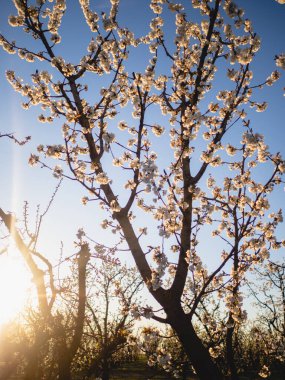 Baharda Emilia Romagna Piacenza 'nın Busseto Villanova bölgesinde gün batımında çiçek açan kiraz ağacı bahçesi