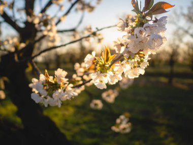 Baharda Emilia Romagna Piacenza 'nın Busseto Villanova bölgesinde gün batımında çiçek açan kiraz ağacı bahçesi