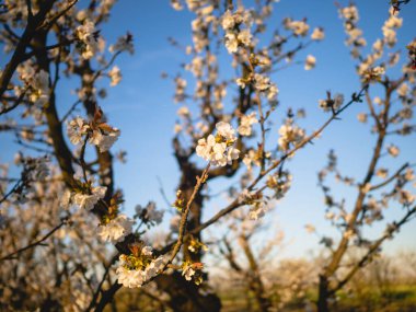 Baharda Emilia Romagna Piacenza 'nın Busseto Villanova bölgesinde gün batımında çiçek açan kiraz ağacı bahçesi