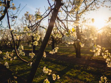 Bahar çiçeği arka plan. Çiçek açan ağaç ve güneş parlaması ile doğa sahnesi. Bahar çiçekleri. Güzel meyve bahçesi