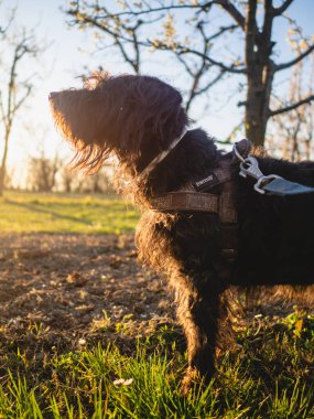 Busseto, İtalya - Mart 2023 Kara Teriyer su köpeği gün batımında tarlalarda