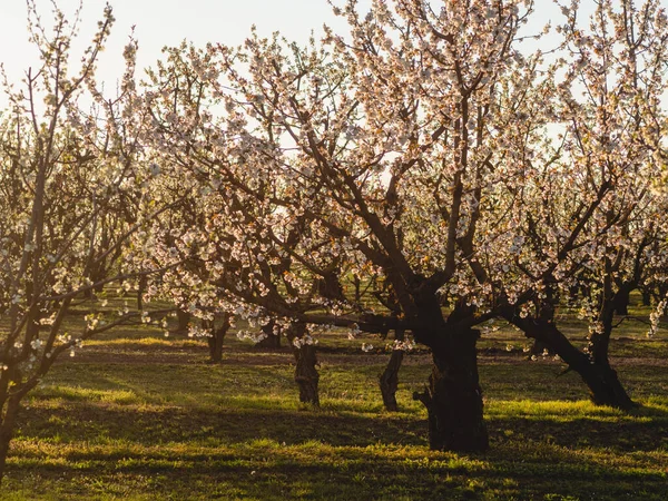 Frühjahrsblüte Hintergrund Naturszene Mit Blühenden Bäumen Und Sonnenstrahlen Frühlingsblumen Schöner — Stockfoto