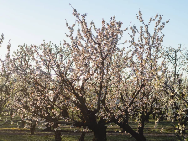 Blühender Kirschbaumgarten Frühling Busseto Villanova Der Emilia Romagna Piacenza Bei — Stockfoto