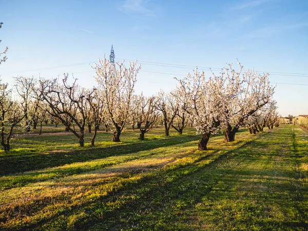 Blooming cherry tree orchard during spring in Busseto Villanova area in Emilia Romagna Piacenza at sunset