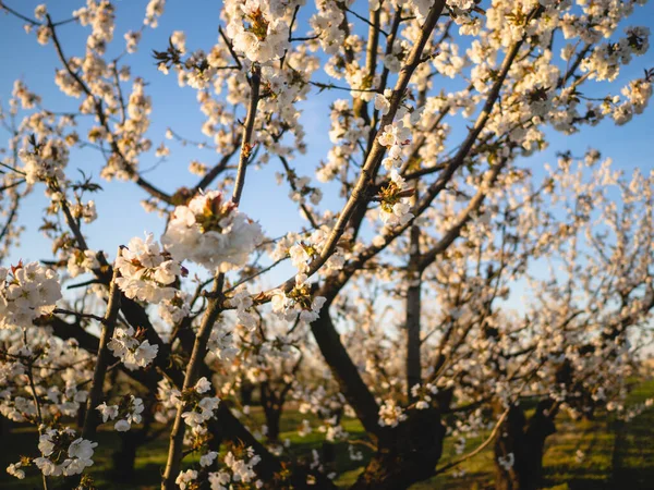 Frühjahrsblüte Hintergrund Naturszene Mit Blühenden Bäumen Und Sonnenstrahlen Frühlingsblumen Schöner — Stockfoto