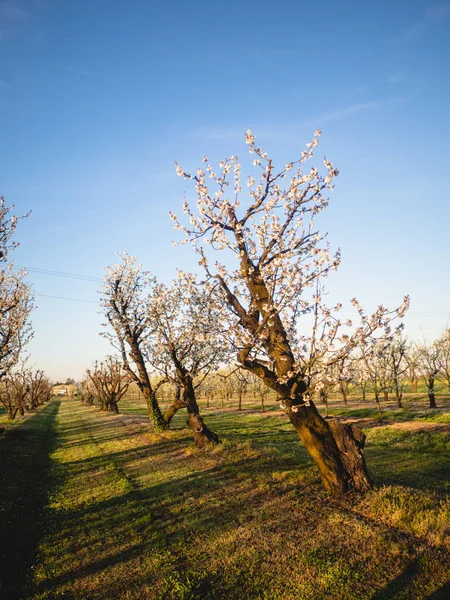 Kwitnący Sad Wiśniowy Wiosną Rejonie Busseto Villanova Emilia Romagna Piacenza — Zdjęcie stockowe