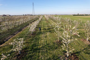 Beyaz, yetişkin, fit bir kadın, siyah labrador evcil köpek şirketiyle güzel bir kiraz bahçesinde huzurlu bir yürüyüş yapıyor..