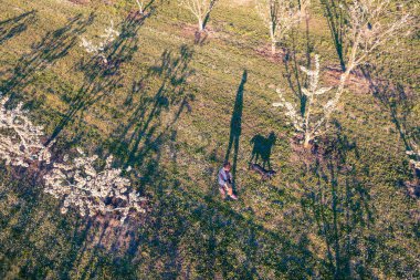 Beyaz, yetişkin, fit bir kadın, siyah labrador evcil köpek şirketiyle güzel bir kiraz bahçesinde huzurlu bir yürüyüş yapıyor..