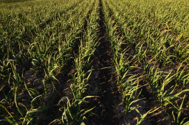 Günbatımında kahverengi zengin toprakta yetişen birçok sıra organik sarımsak, bahar esintisiyle hafifçe hareket ediyor, derin kokulu zengin hava..