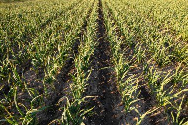Günbatımında kahverengi zengin toprakta yetişen birçok sıra organik sarımsak, bahar esintisiyle hafifçe hareket eden, güçlü parfümlü zengin hava..