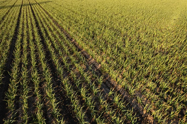 stock image Many rows of organic garlic crops growing in brown rich soil at sunset, moving gently with spring breeze, enrich air with deep fragrance.