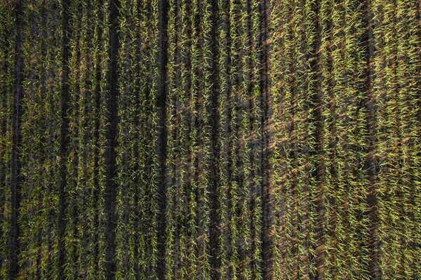 Günbatımında Kahverengi Zengin Toprakta Yetişen Birçok Sıra Organik Sarımsak Bahar — Stok fotoğraf