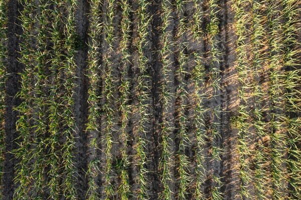 日没時に茶色の豊かな土壌で成長する有機ニンニク作物の多くの行は 春の風と優しく移動し 深い香りで空気を豊かにする — ストック写真