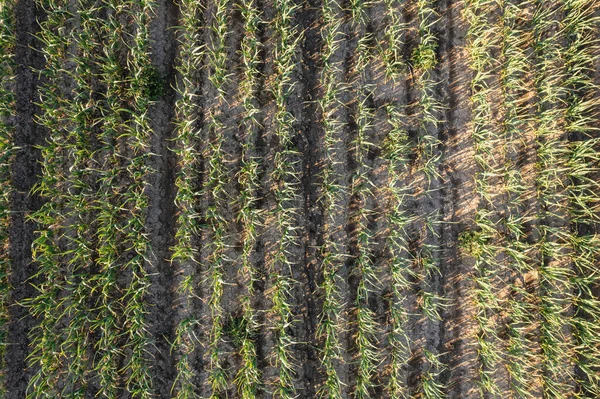 日没時に茶色の豊かな土壌で成長する有機ニンニク作物の多くの行 沈みゆく太陽の暖かい光に包まれた芳香族の球根畑 — ストック写真