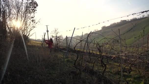 Kaukasische Erwachsene Bäuerin Beim Rebschnitt Weinbaubetrieb Bei Sonnenuntergang Während Der — Stockvideo