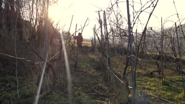 Kaukasische Erwachsene Bäuerin Beim Rebschnitt Weinbaubetrieb Bei Sonnenuntergang Während Der — Stockvideo