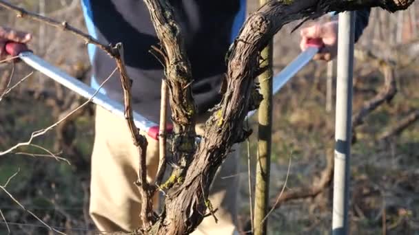 谷の寒い季節の日没時にワイン農場でブドウを剪定する白人のシニア農家の男4K映像 — ストック動画