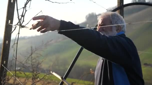 Biały Starszy Rolnik Człowiek Przycinanie Winogron Winiarni Zachodzie Słońca Podczas — Wideo stockowe