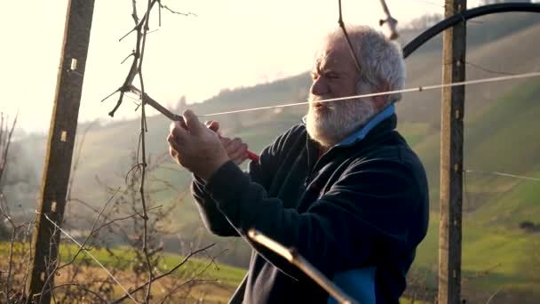 Biały Starszy Rolnik Człowiek Przycinanie Winogron Winiarni Zachodzie Słońca Podczas — Wideo stockowe