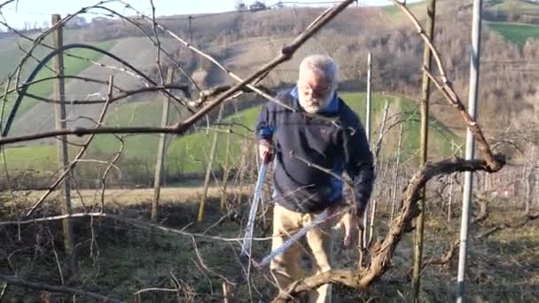Caucasien Fermier Sénior Taille Raisins Dans Ferme Viticole Coucher Soleil — Video